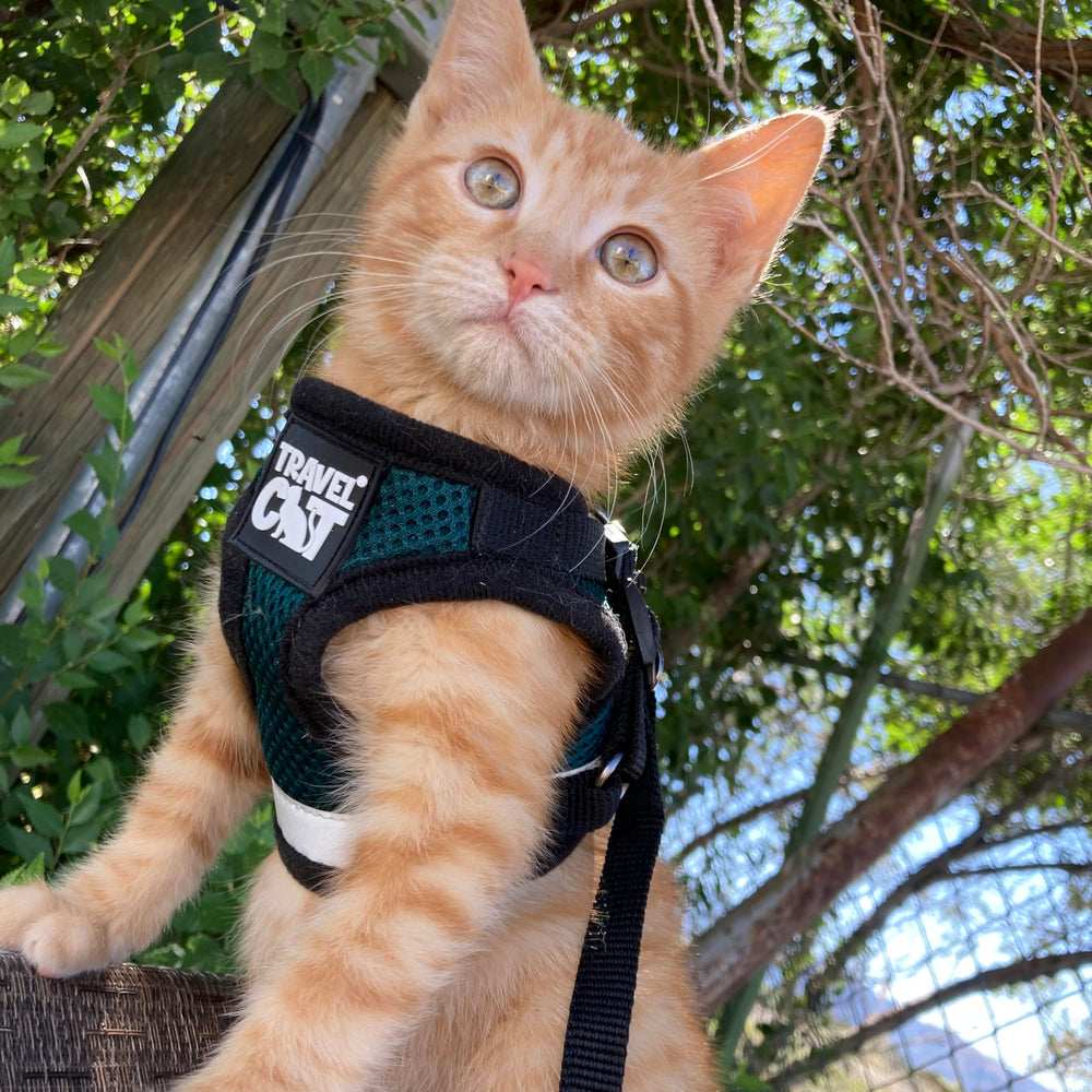 The Fat Cat Emerald Explorer set in emerald color is ideal for adventurous cat outings.