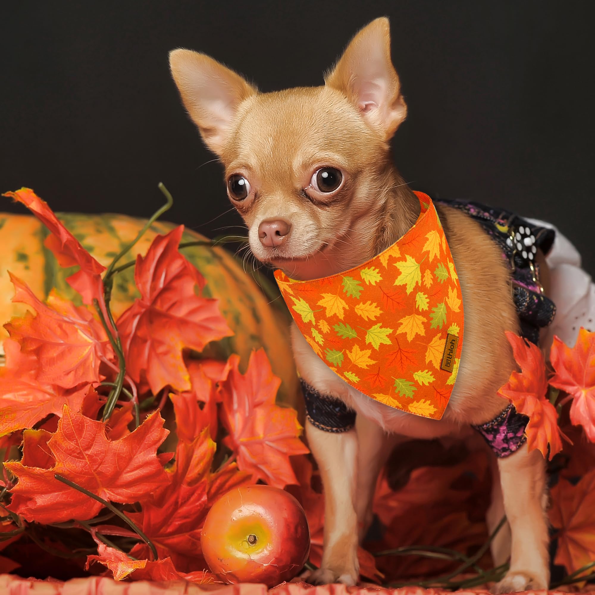 THLOH reversible design offers two looks for festive wear.