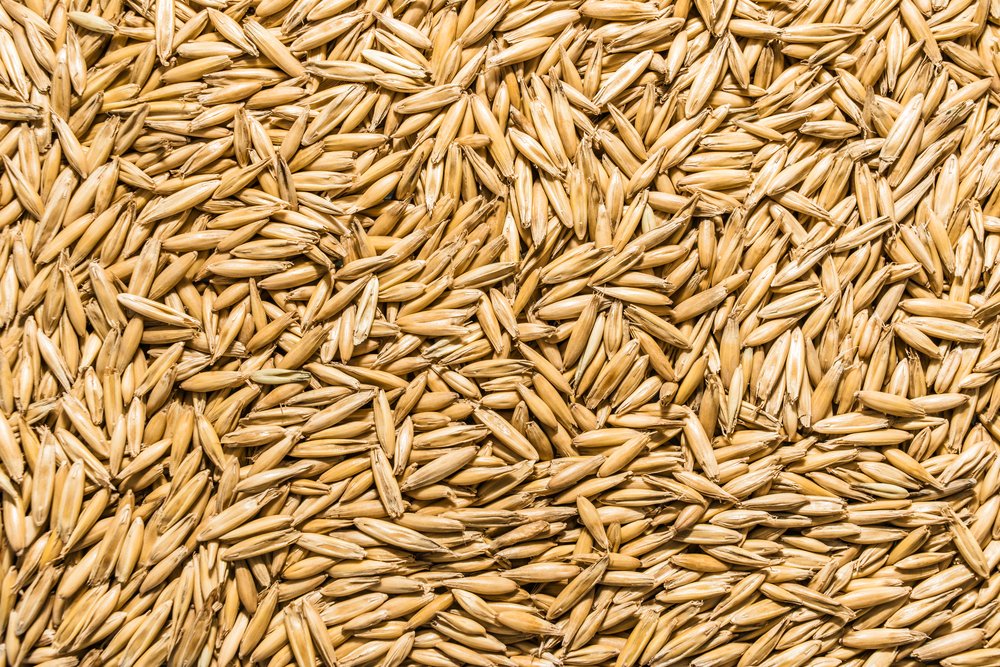 Thunder Acres oat seed bowl demonstrates versatile use for all pets' meals.
