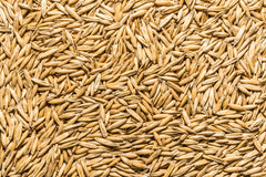 Thunder Acres oat seed bowl demonstrates versatile use for all pets' meals.