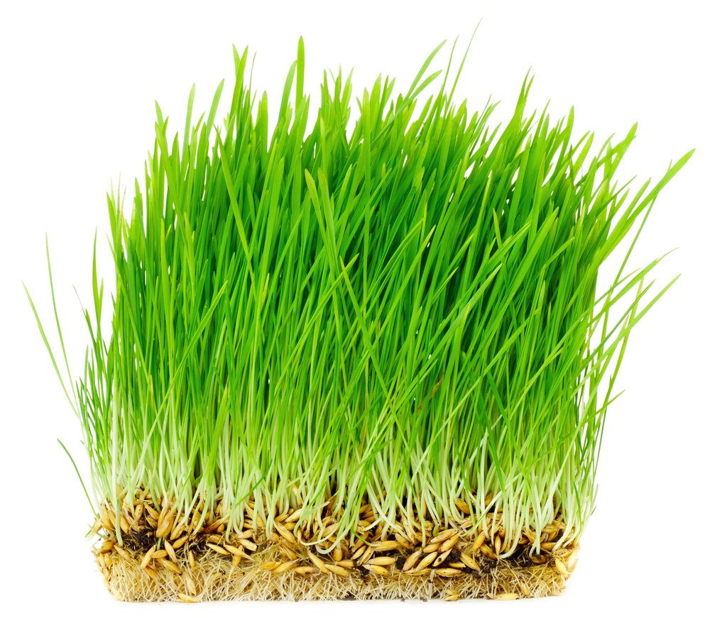 Thunder Acres oat seed packaging shows organic, non-GMO oats ideal for pet feeding.