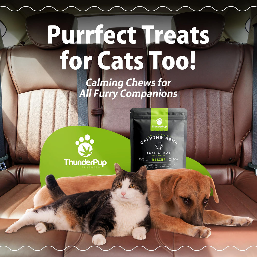 ThunderPup travel-ready dog with chews demonstrates stress relief on the go.