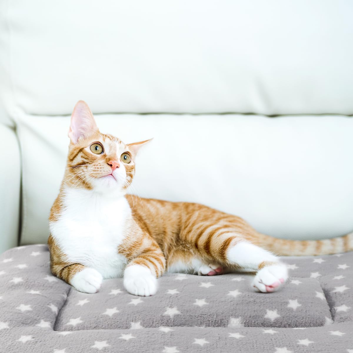 Tierecare cat blanket on bed scene illustrating versatile indoor use for comfort