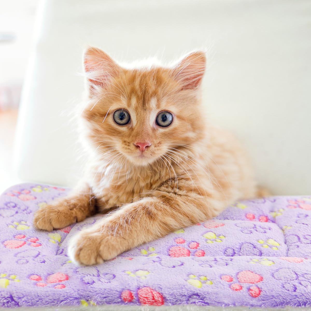 Tierrecare soft plush dog blanket suitable for indoor use or travel.