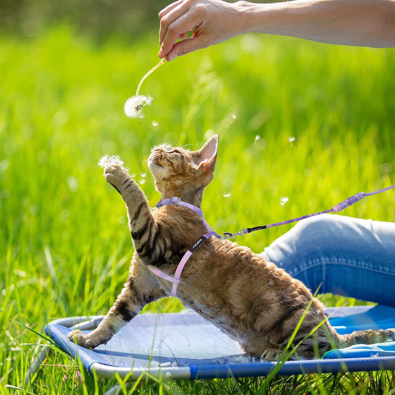 TIESOME adjustable straps provide comfortable, growth-friendly fit for cats.