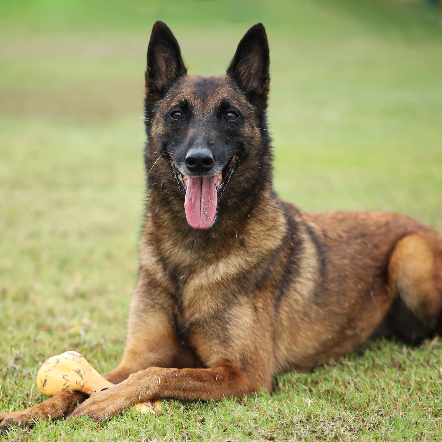 Tikaton indestructible dog chew toy hero dog play close-up shows satisfying playtime