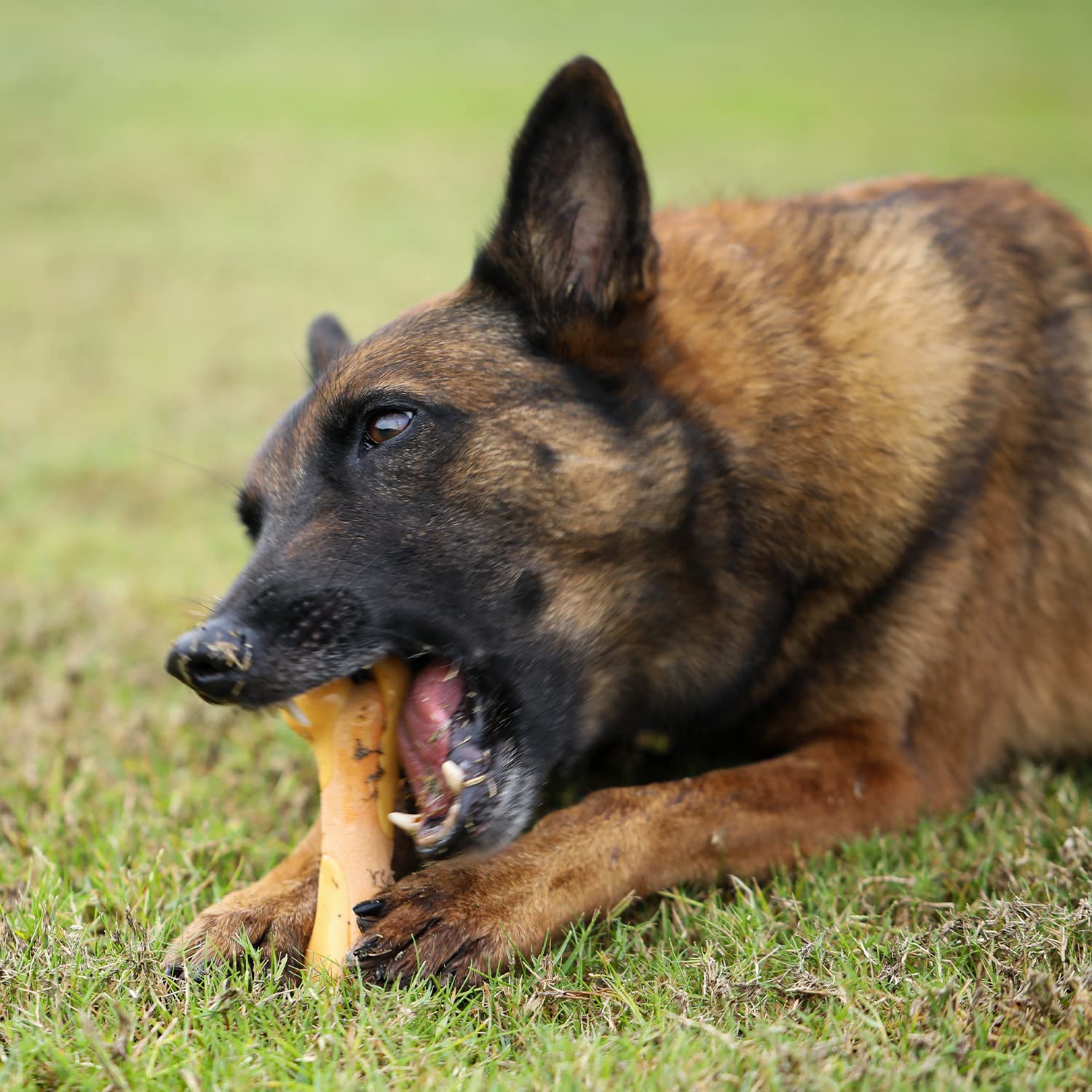 Tikaton indestructible dog chew toy safety close-up shows safe non-toxic materials for peace of mind