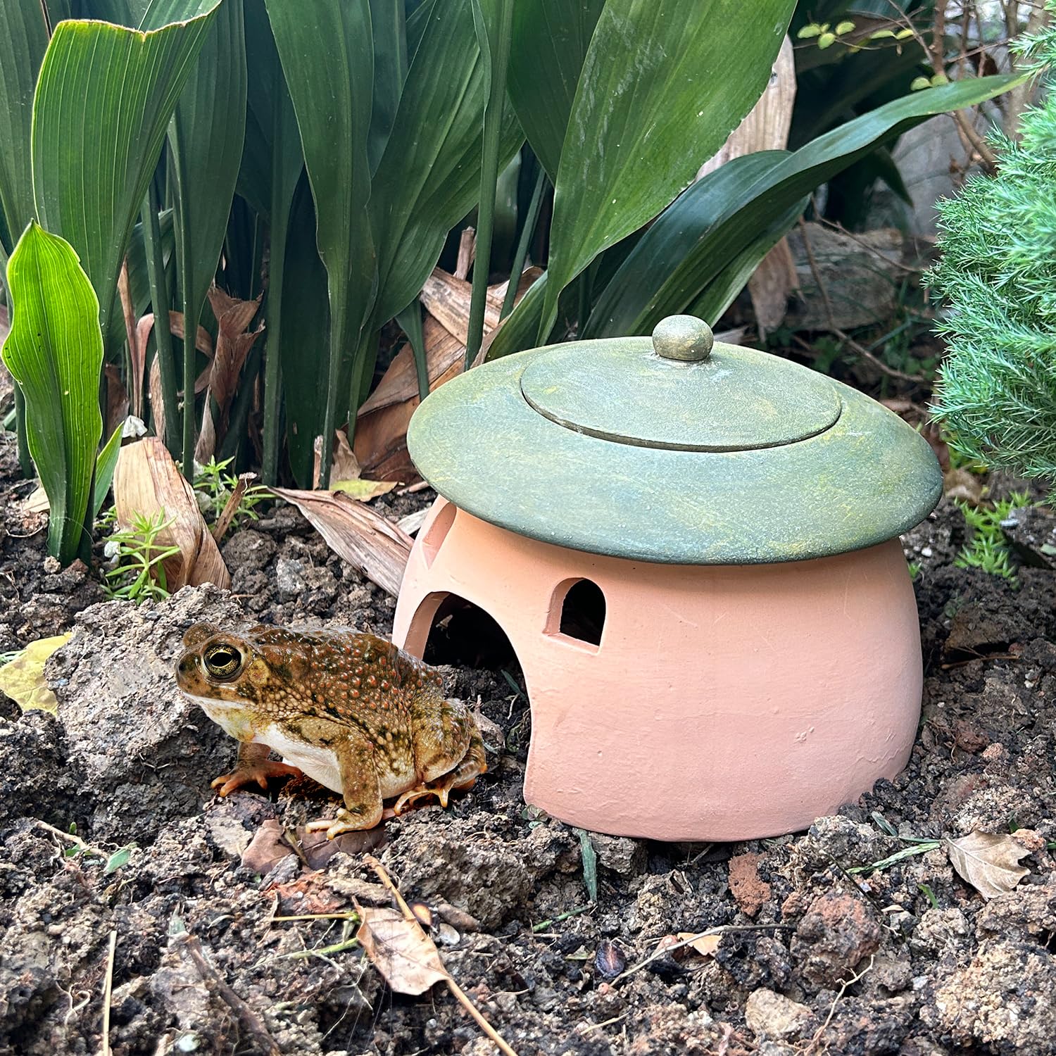 Tino Kino frog and toad house interior view shows roomy shelter for small reptiles