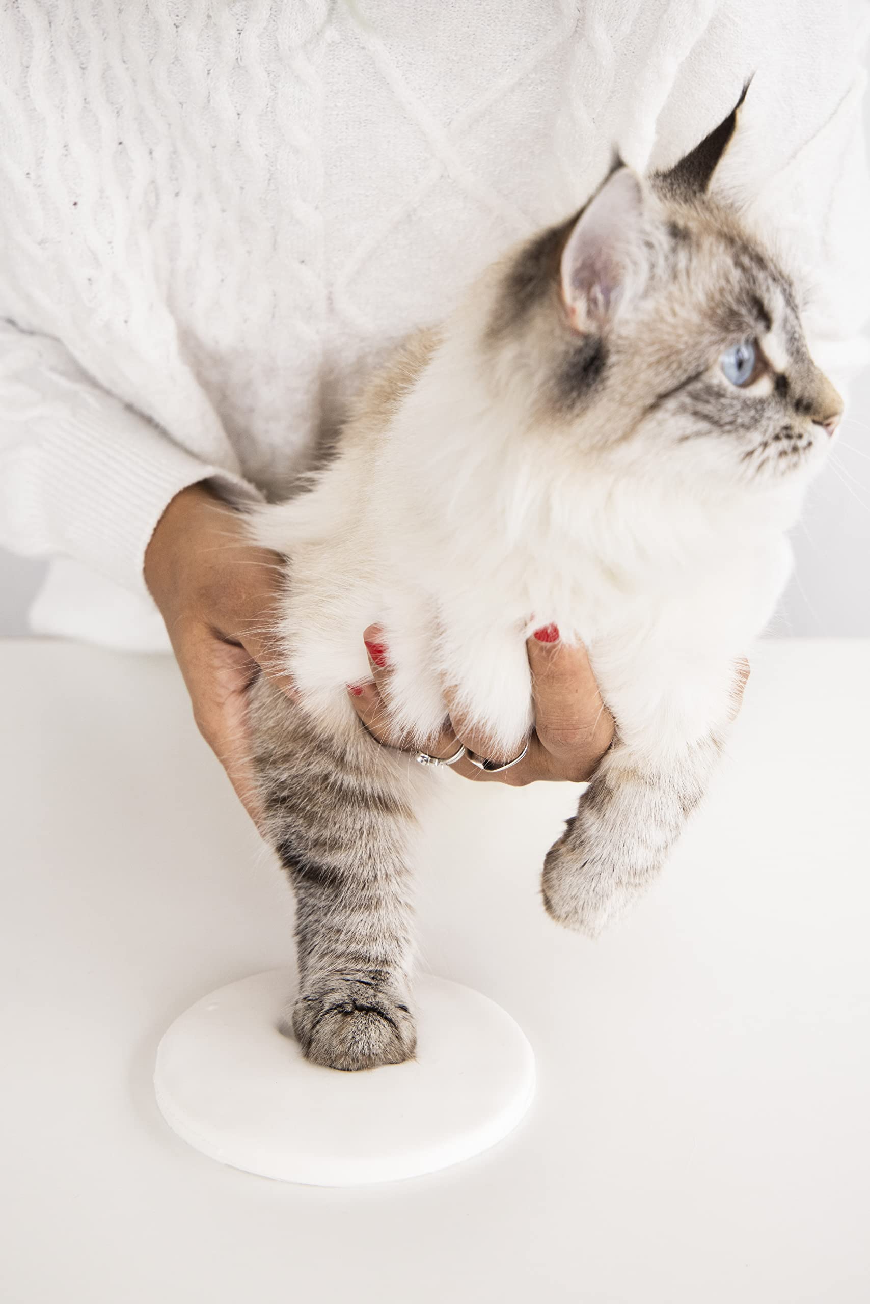 Tiny Ideas paw print ornament kit red ribbon adds festive decorating touch.