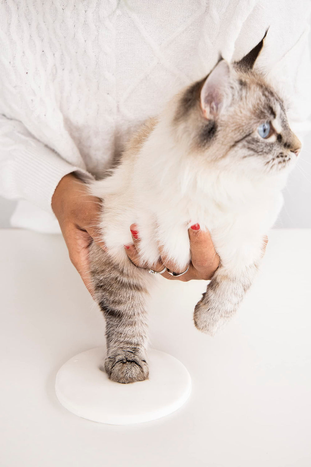 Tiny Ideas paw print ornament kit red ribbon adds festive decorating touch.