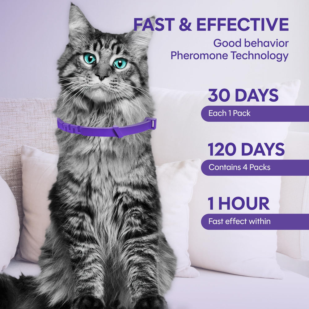 Tioupi-cat-wearing-collar-relaxed shows calm feline behavior at home