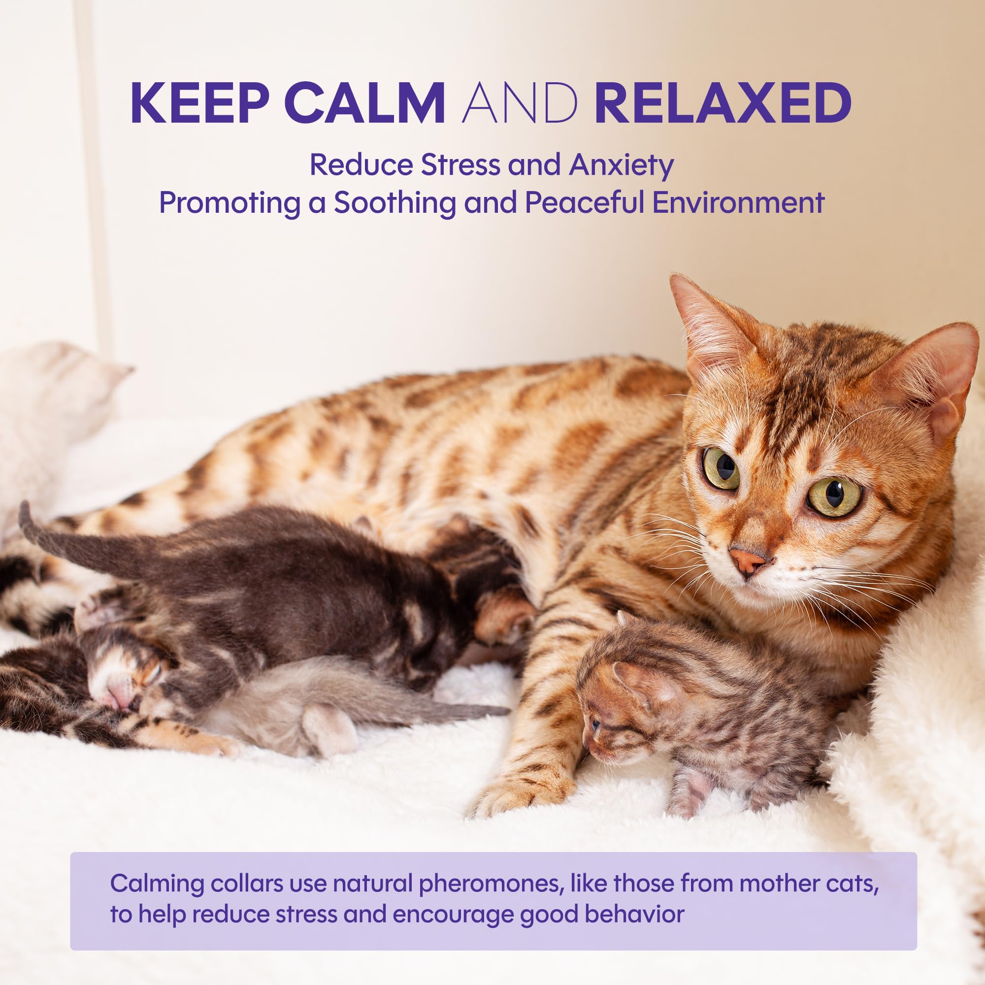 Tioupi-collar-breakaway-buckle shown with cat, safe-fit feature for everyday wear