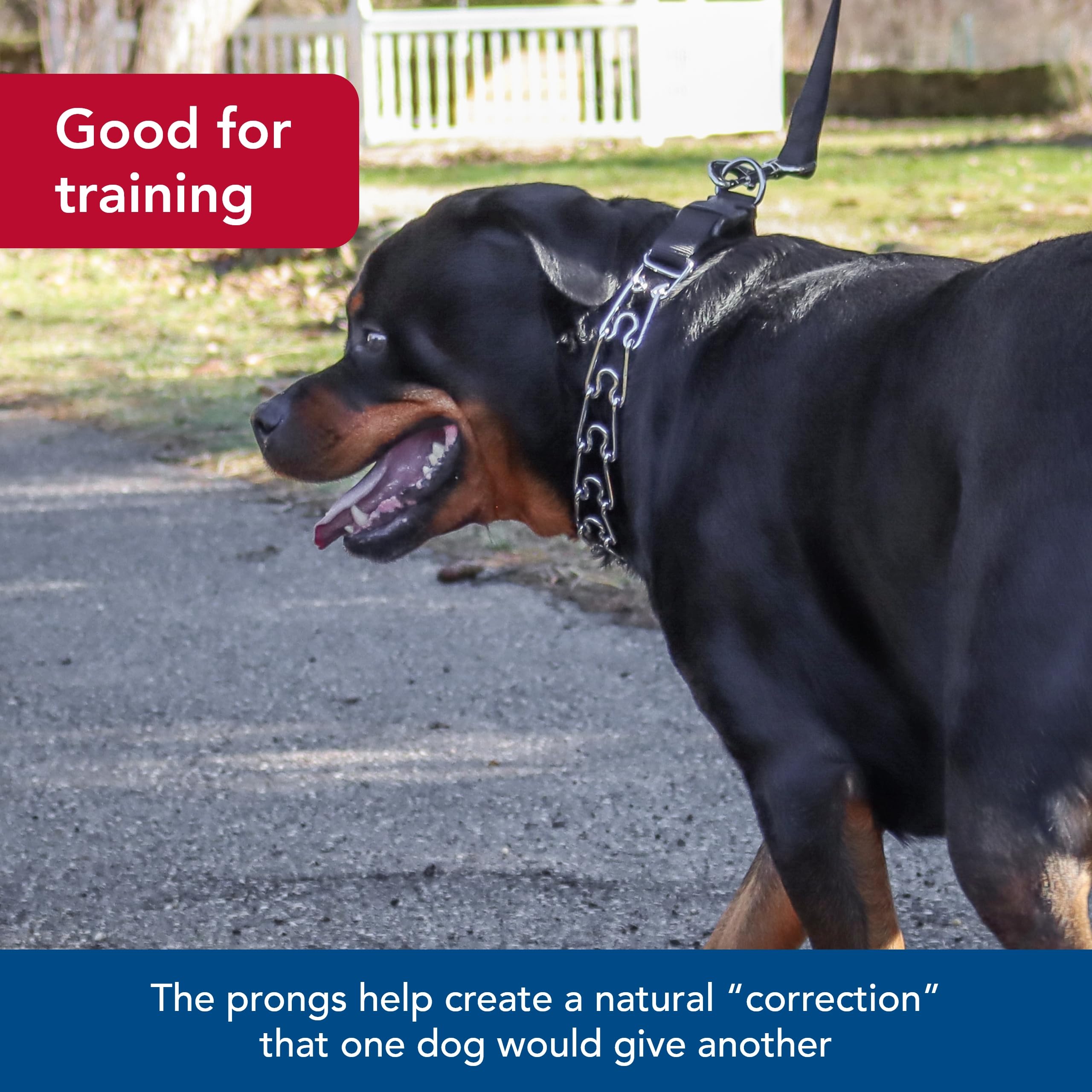 Titan Easy-On collar worn during training demonstrates even pressure distribution.