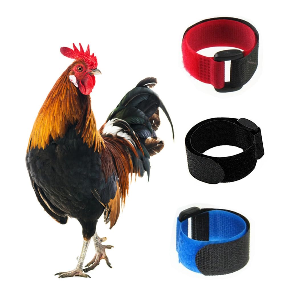Tkocisa 3-pack no-crow rooster collars shown together for adjustable sizing and quieter mornings.