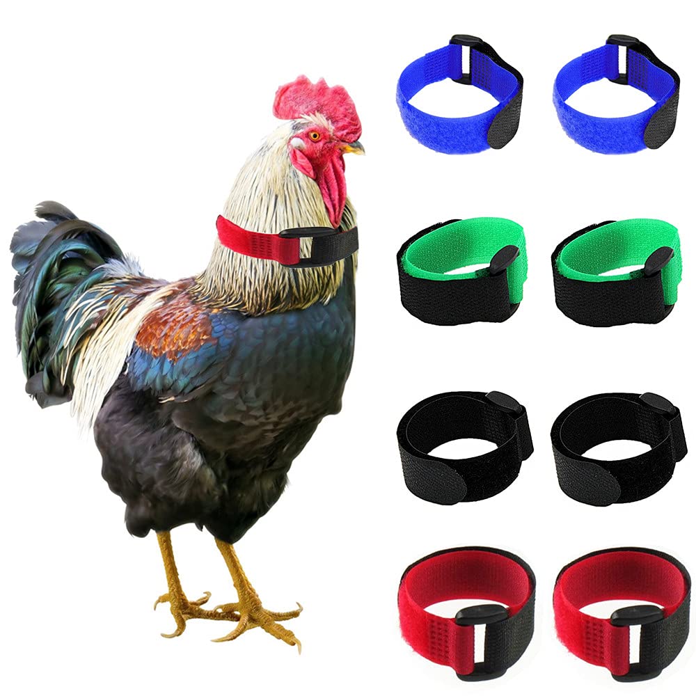 Tkocisa no-crow rooster collar pack black reduces crowing noise for neighbor-friendly mornings.