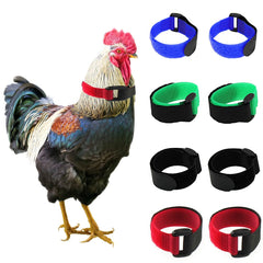 Tkocisa no-crow rooster collar pack black reduces crowing noise for neighbor-friendly mornings.