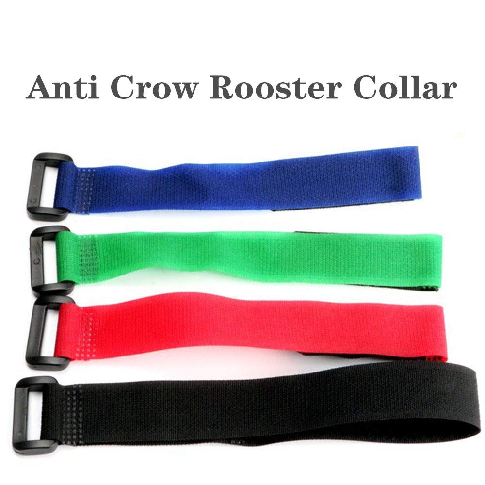 Tkocisa no-crow rooster collar quick-fit demonstrates easy application and faster calming of crowing.