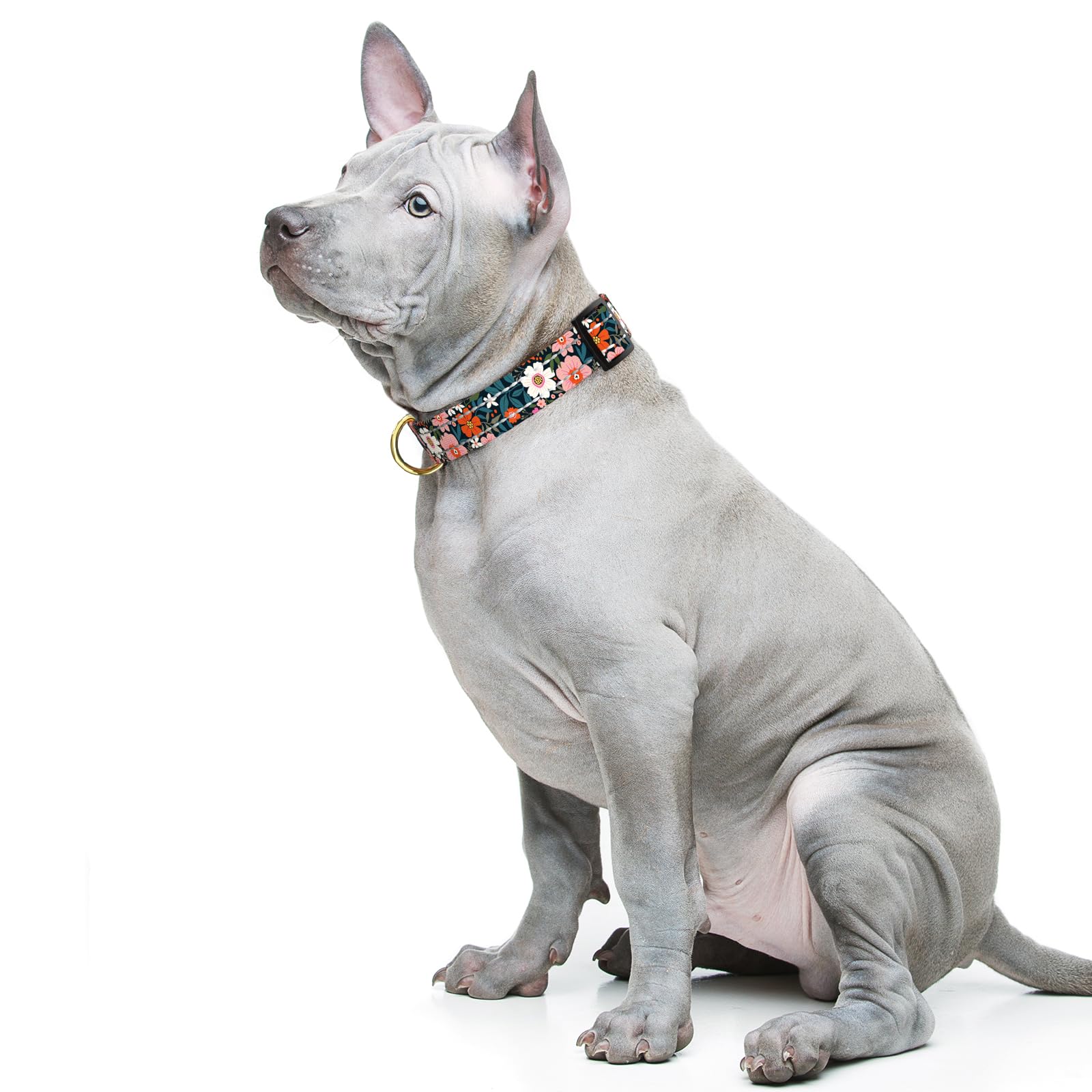 TMOODEL floral dog collar on dog highlighting stylish daily wear.