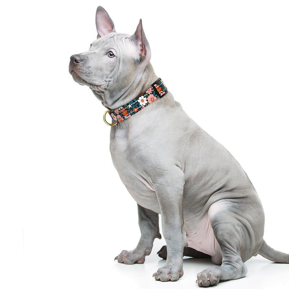 TMOODEL floral dog collar on dog highlighting stylish daily wear.