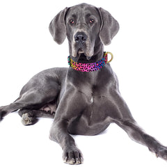 TMOODEL heavy-duty nylon collar closeup – durable comfort for daily adventures.