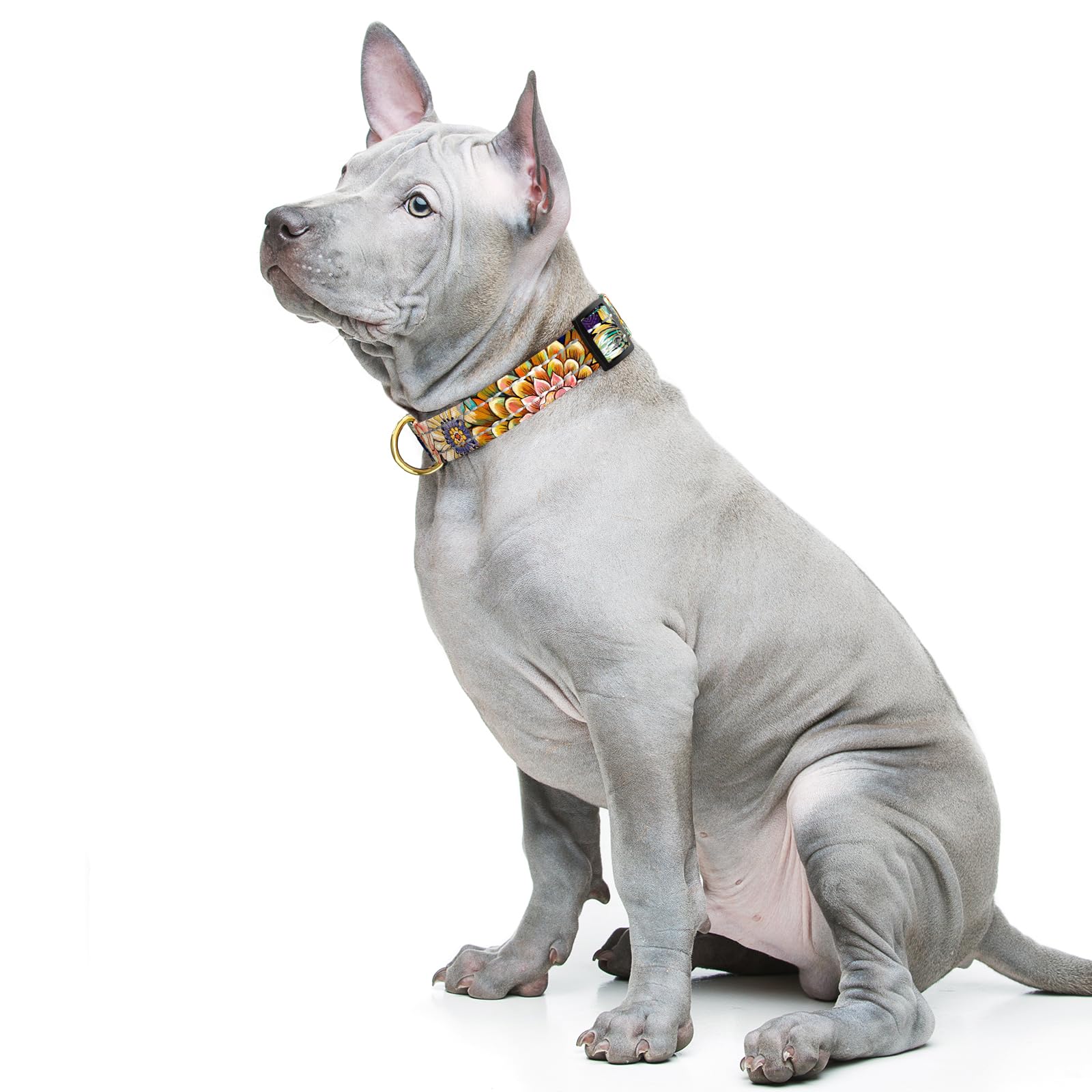 TMOODEL quick-release buckle on a sturdy collar for easy on-and-off.