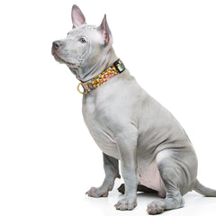 TMOODEL quick-release buckle on a sturdy collar for easy on-and-off.