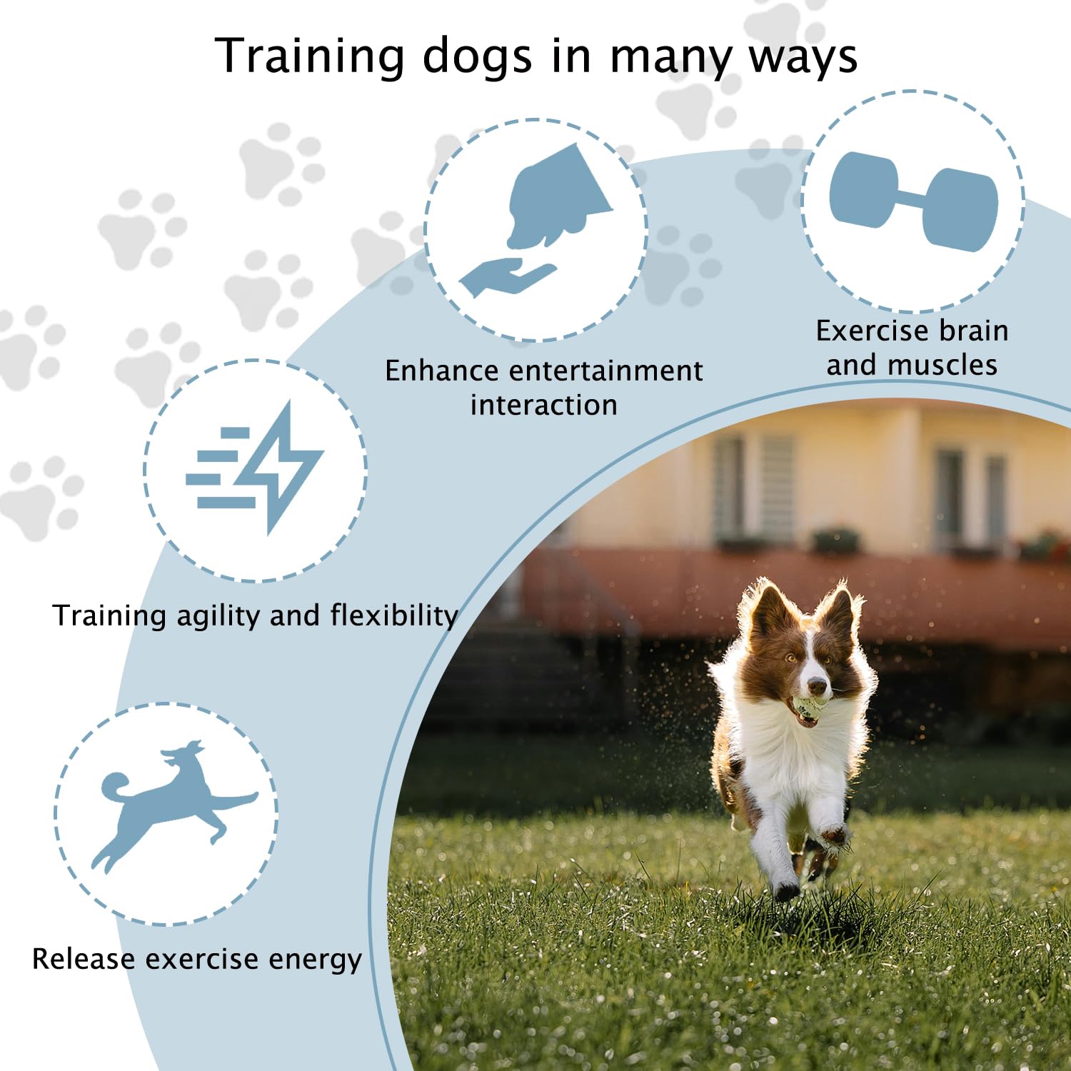 TNZMART backyard dog training course setup in sunny yard