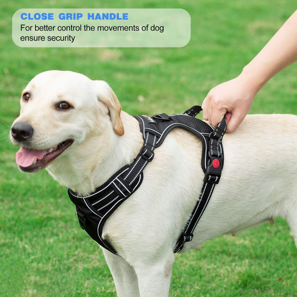 tobedri harness on a medium dog demonstrates easy on/off design