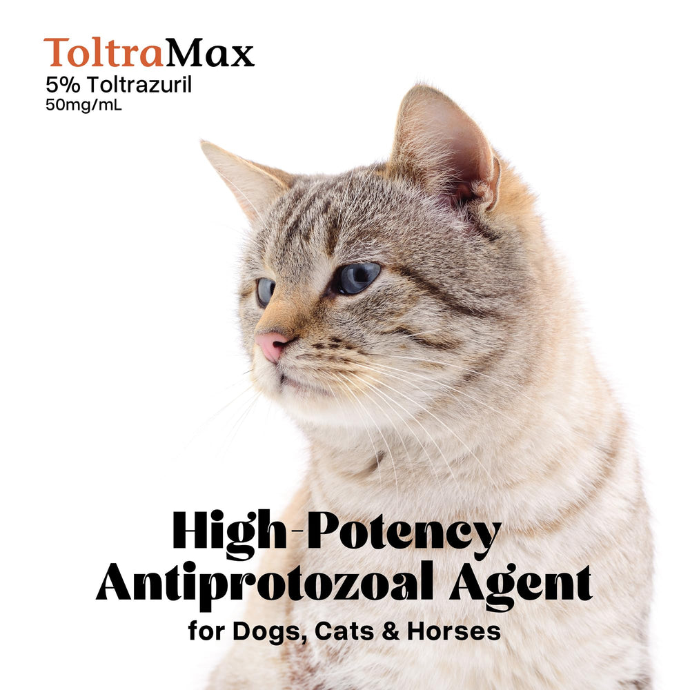 ToltraMax Toltrazuril pets scene depicts versatile use across horses, dogs, and cats