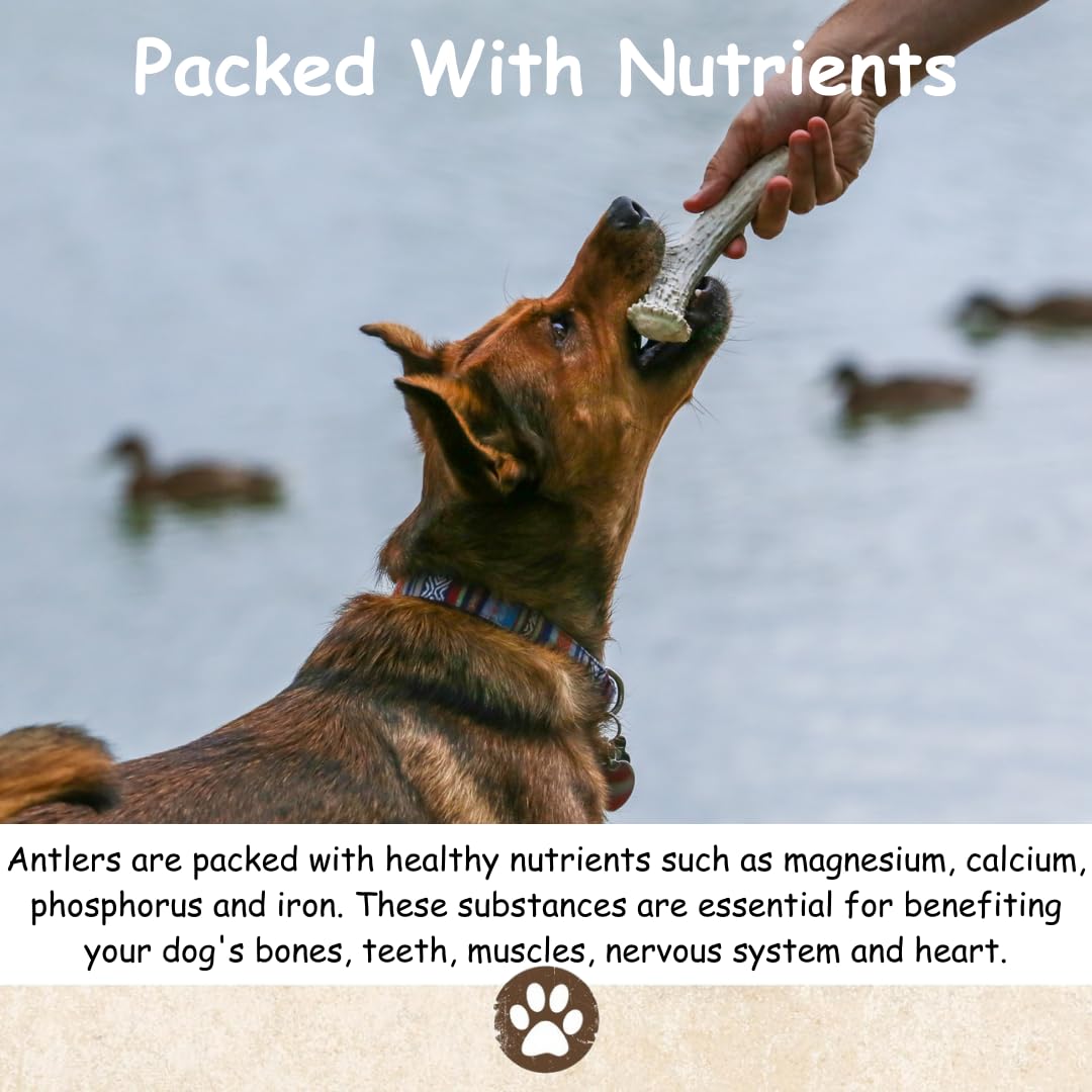 Top Dog Chews antler variety-pack shows different shapes for varied chews