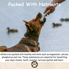Top Dog Chews antler variety-pack shows different shapes for varied chews