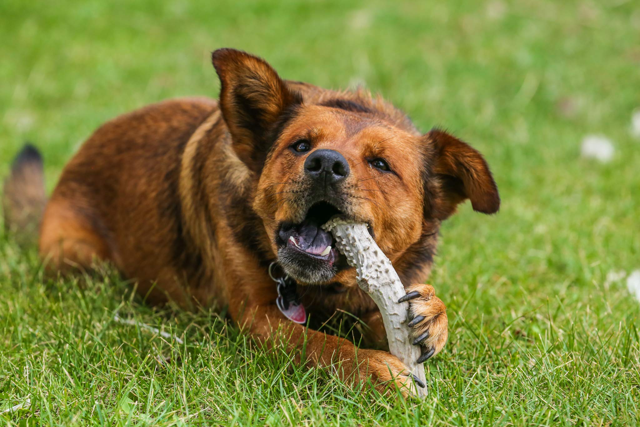 Top Dog Chews dental-friendly antlers that help scrape plaque during chewing