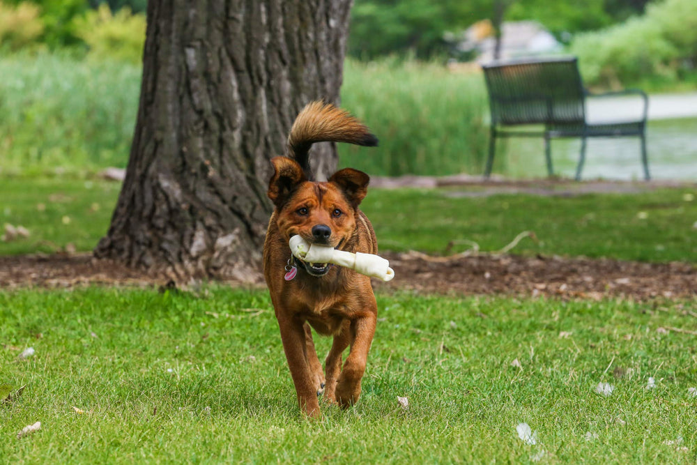 Top Dog Chews digestible rawhide bone suitable for canines.