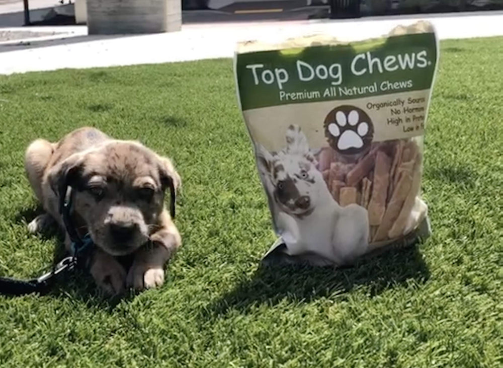 top dog chews flat turkey tendons training-scene image highlights bonding and training rewards