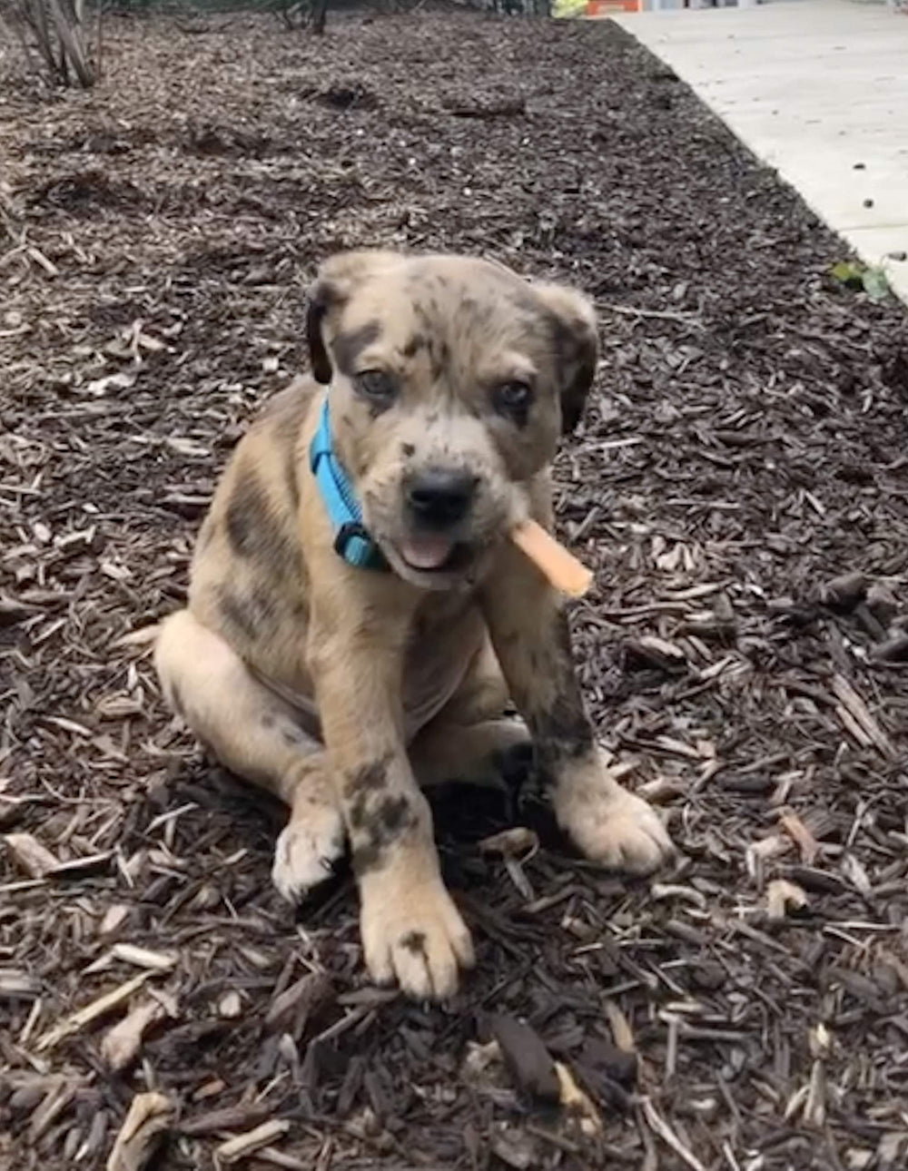 top dog chews flat turkey tendons 1lb-pack image shows convenient durable chew