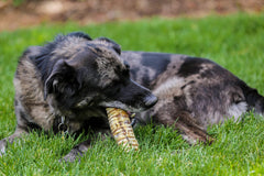 Top Dog Chews hand-inspected trachea detail reinforces quality and safety in treats