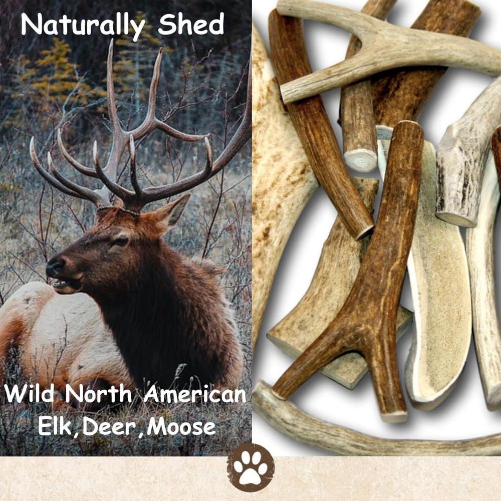 Top Dog Chews odorless deer antlers for mess-free indoor chewing