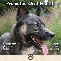 Top Dog Chews single-ingredient pig ear for simple snacking