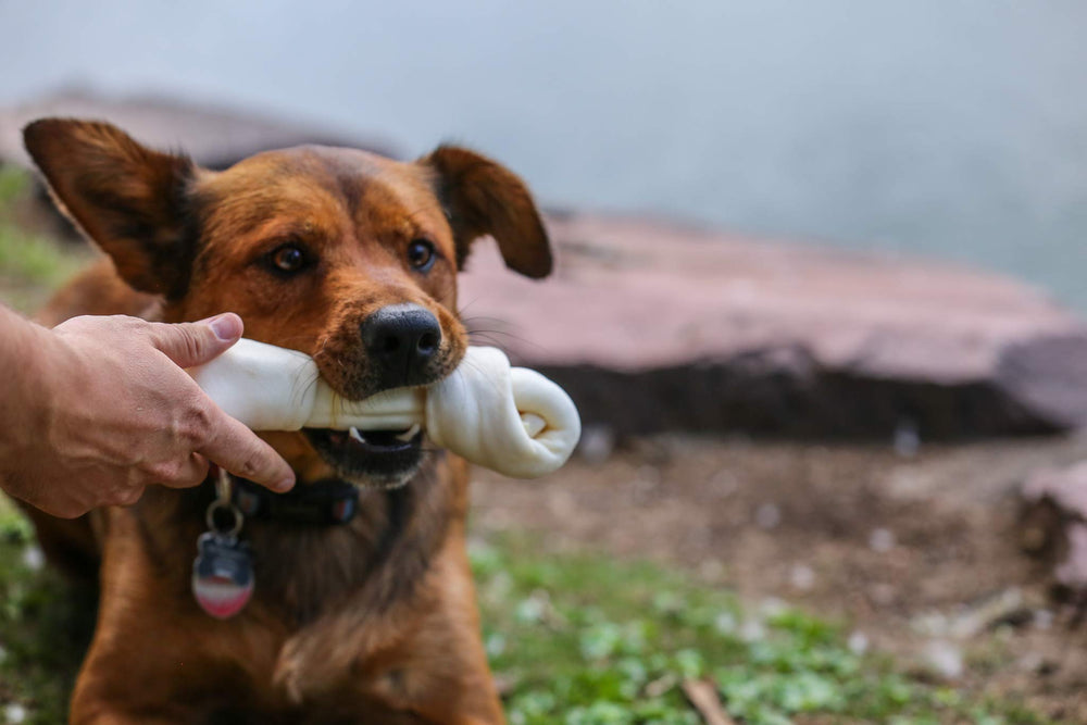 Top Dog Chews stress-relief chewing bone for calm, engaging play sessions.