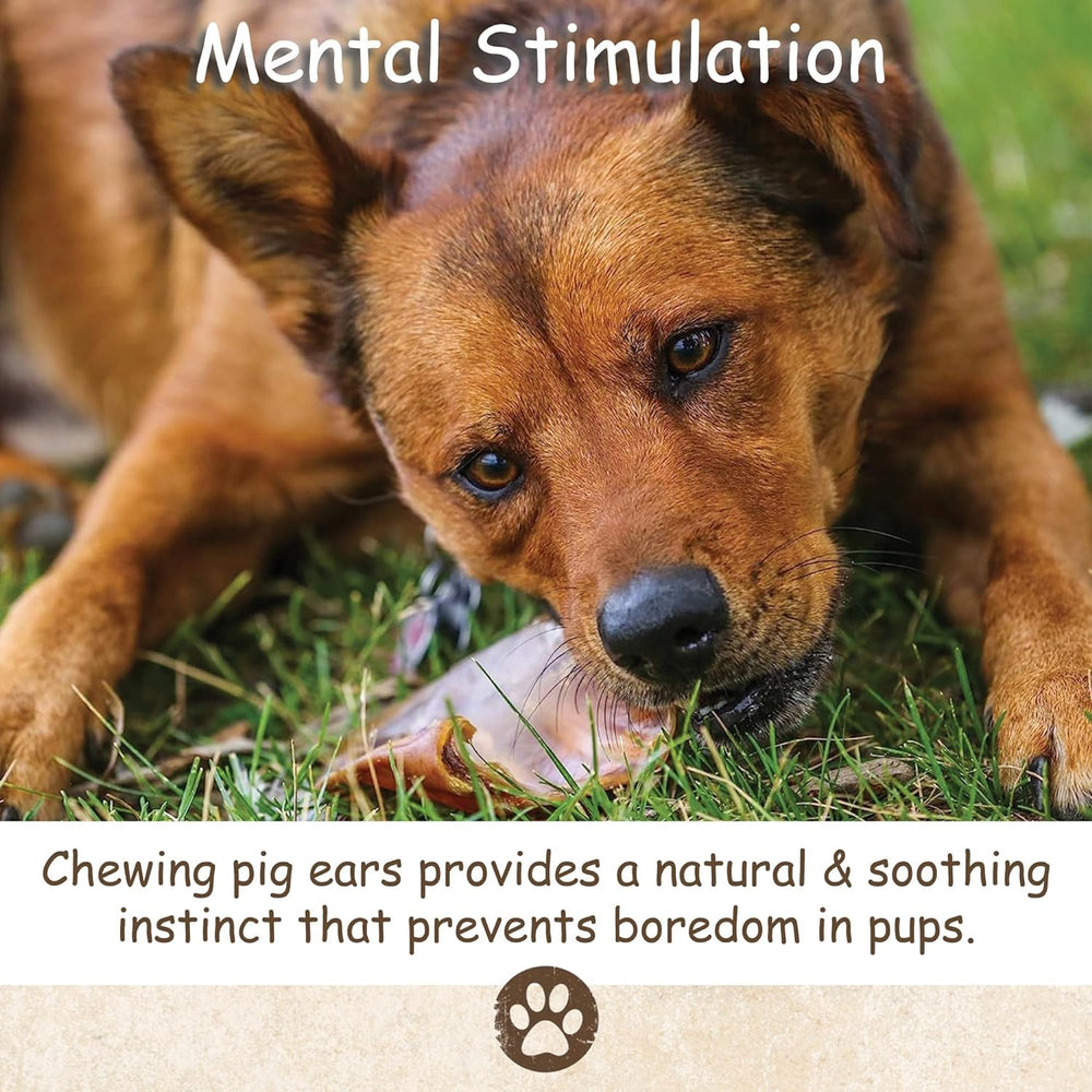 Top Dog Chews thick pig ears for durable chews