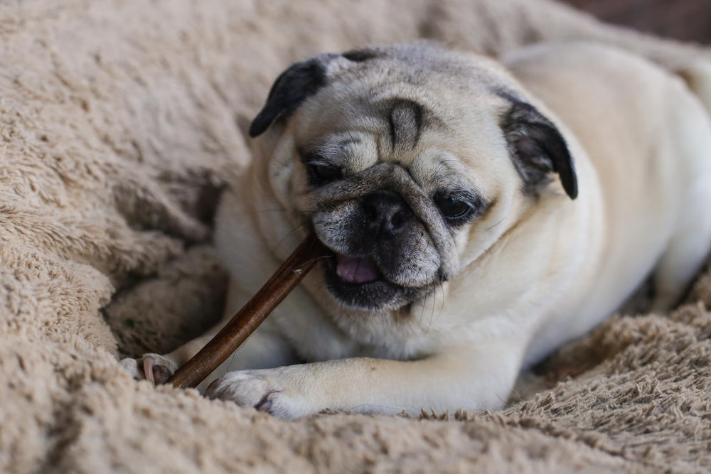 Top Dog Chews gnaw-satisfaction reward chew ideal for training.