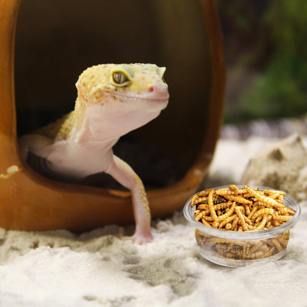 TOPZEA gecko cups disposable or reusable option