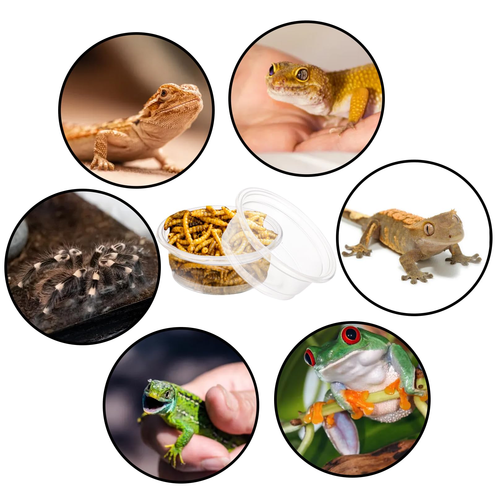 TOPZEA gecko cups for food and water versatile uses