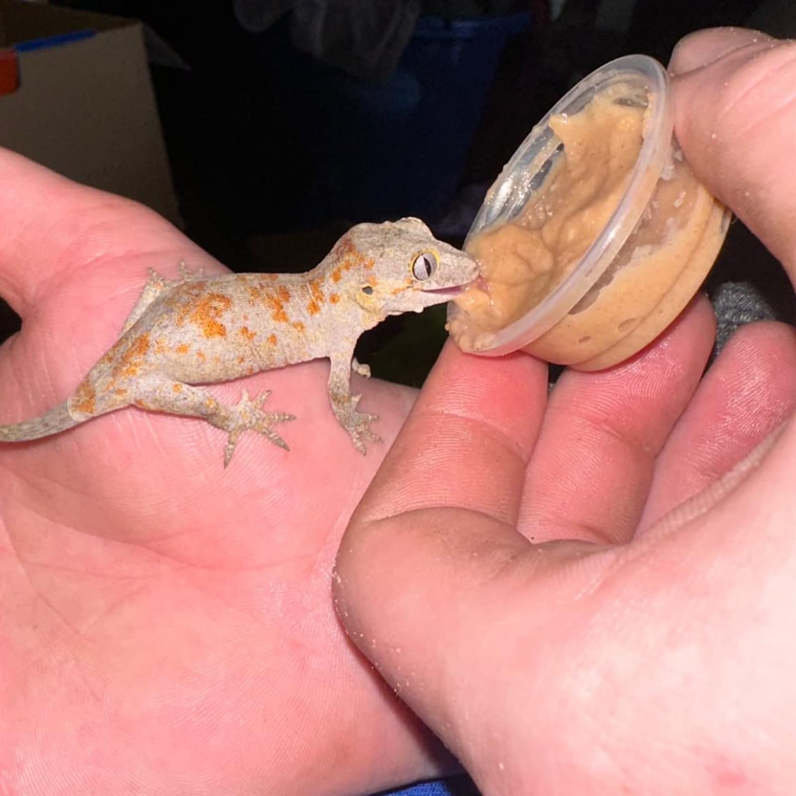 TOPZEA gecko cups multi-use quick dispense