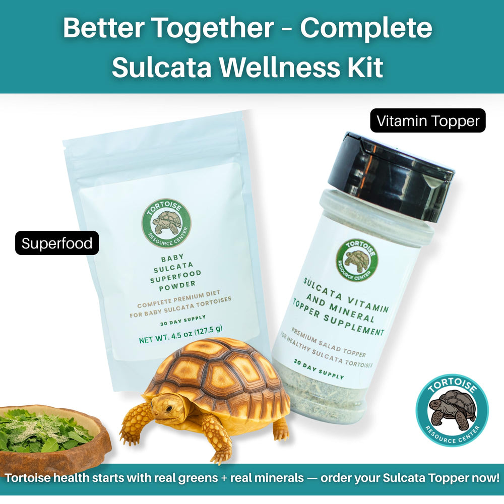 Care webinar image invites tortoise owners to learn nutrition tips.