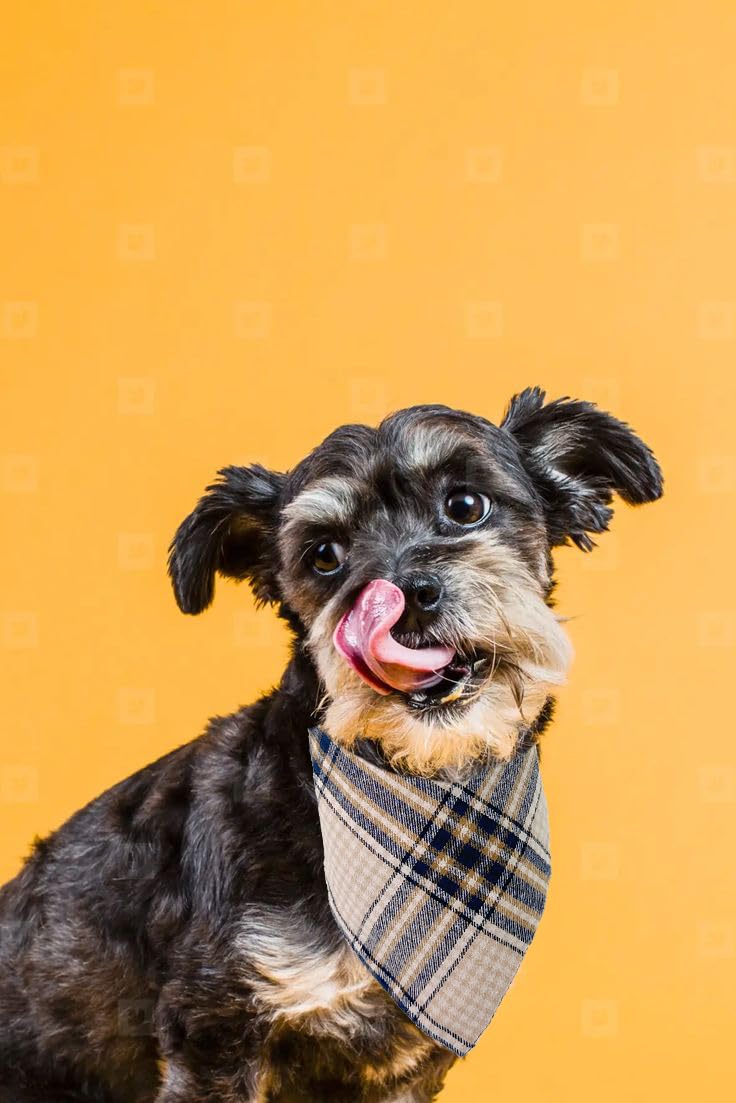 Tosygnb plaid dog bandana for photoshoots enhances pet styling.