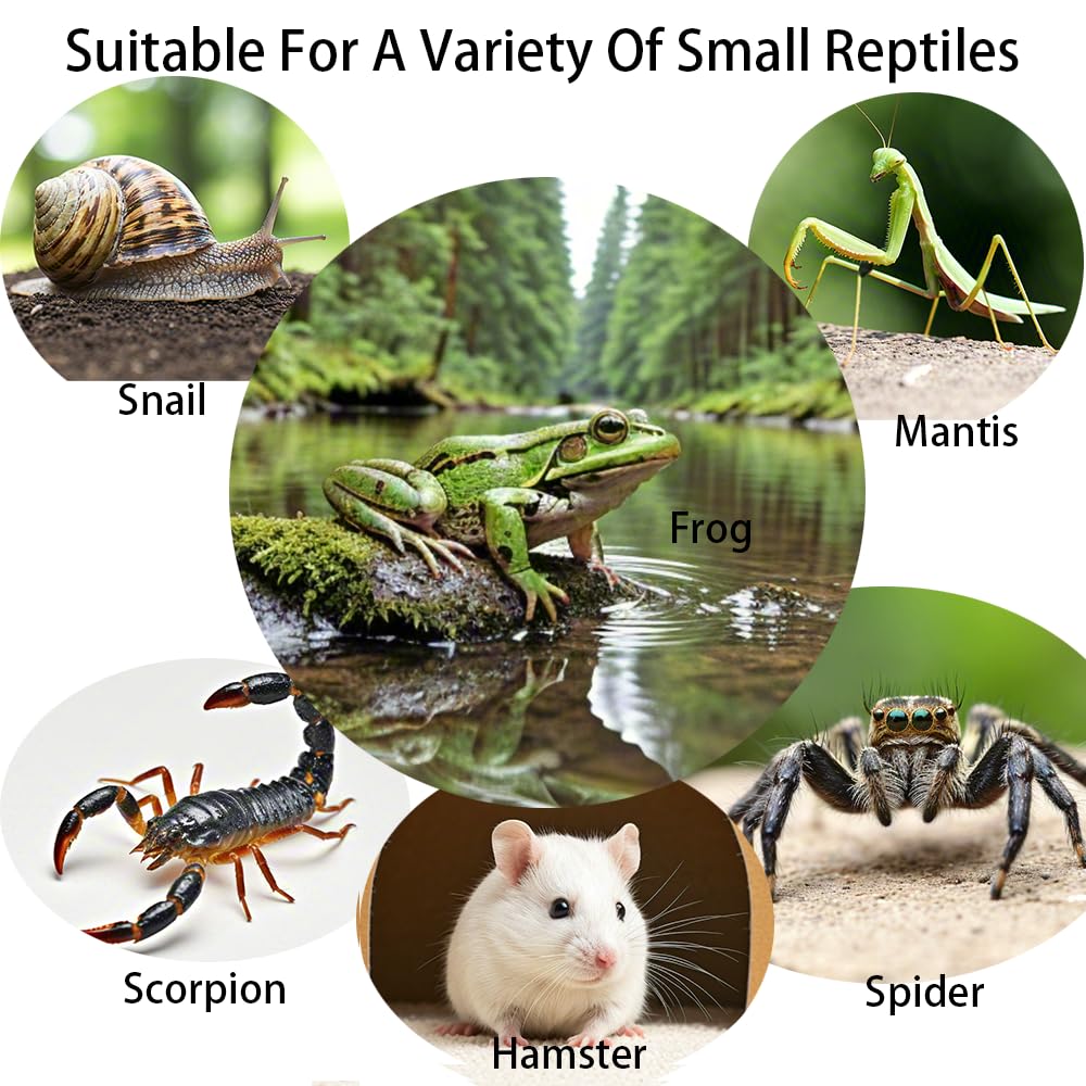 Totzlian spider terrarium with air ventilation supports healthy airflow.