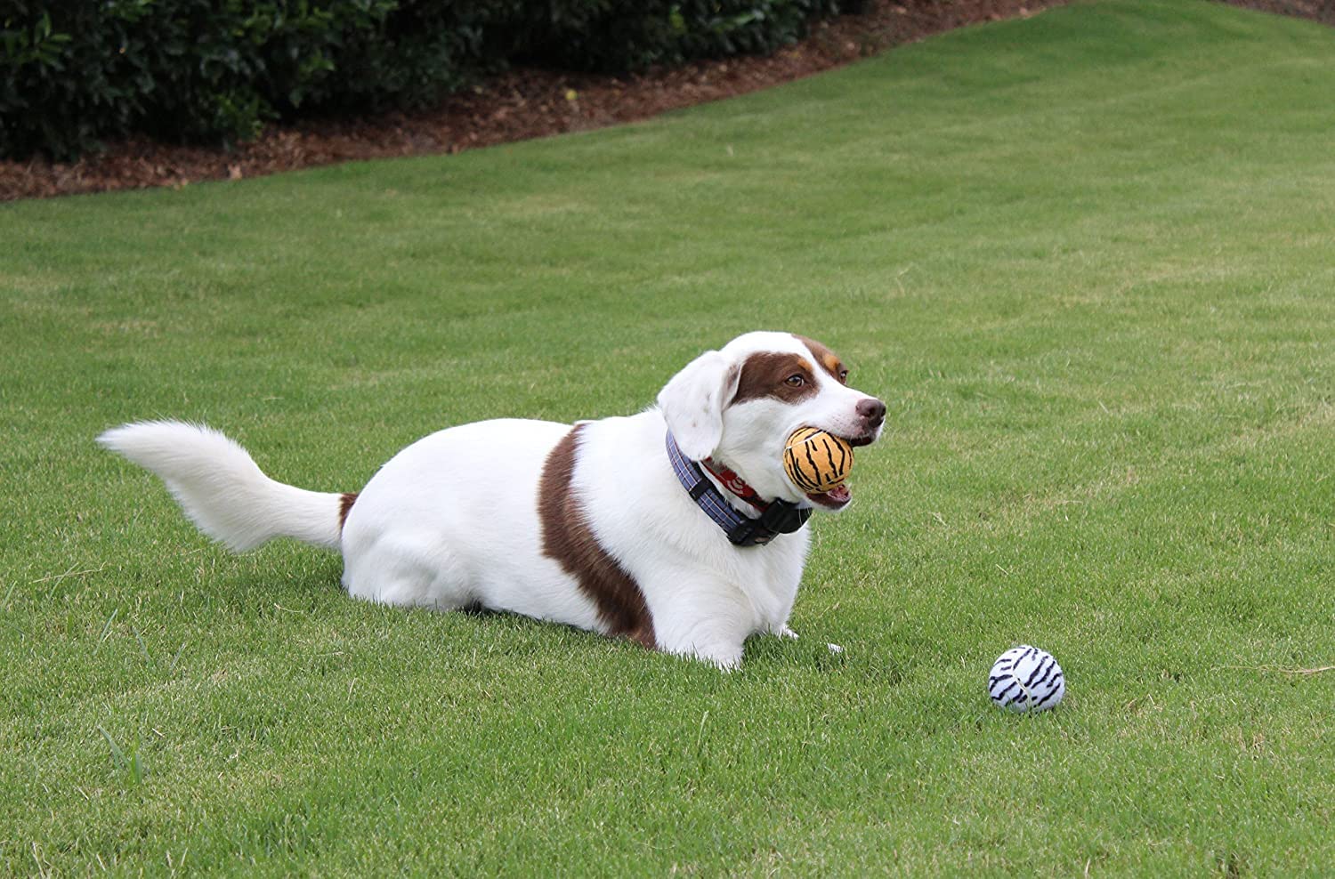 Tourna animal-print squeaker balls support safe, soft play for pets