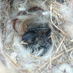 TOWDREU nest ball with metal frame and rust-resistant coating