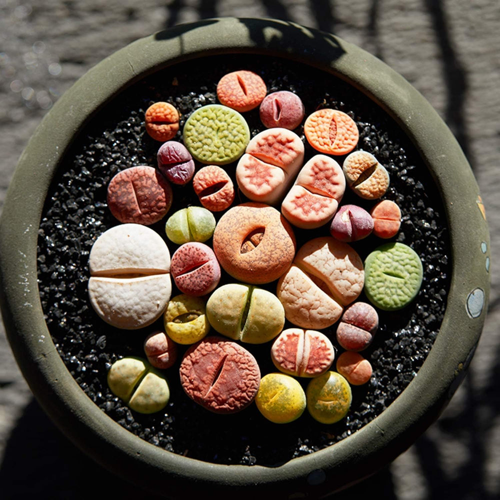 TOYPOPOR aquarium-substrate pebbles provide color and light refraction